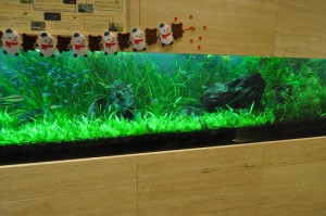 川西水槽1 (3)