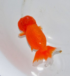宇野系龍頭系統素赤親魚販売 (1)